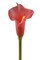 DII Flower Cala Lily Red (Set of 3)